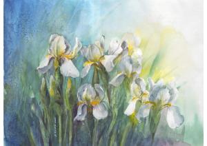 Weiße Iris                